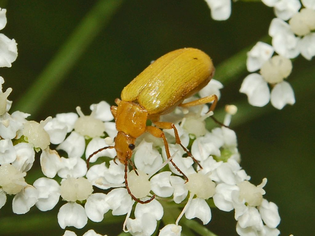 Un coleottero giallo